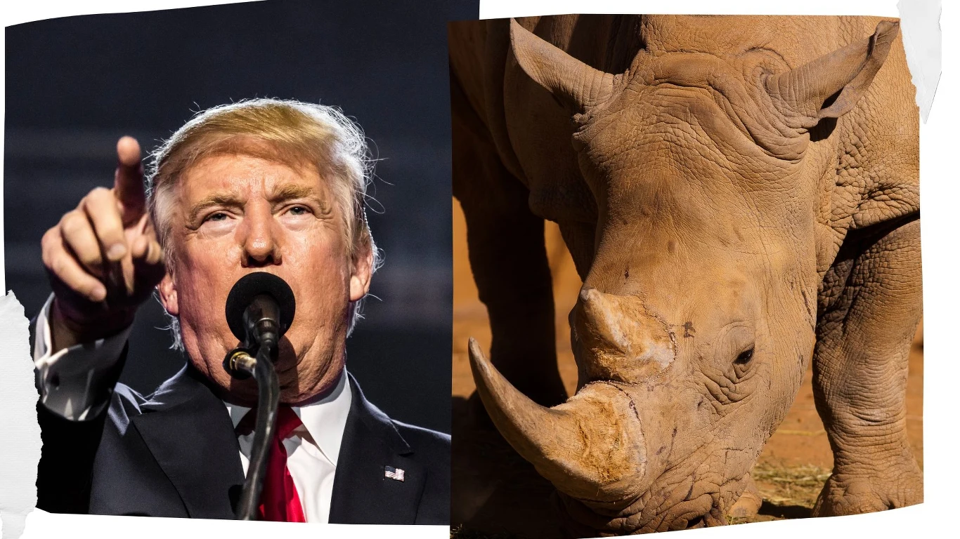 Decyzje Donalda Trumpa uderzają w ochronę dzikich zwierząt Decyzje Donalda Trumpa uderzają w ochronę dzikich zwierząt