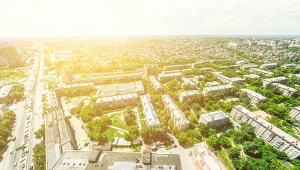 Badacze: Ochrona starych drzew to walka o setki istnień rocznie
