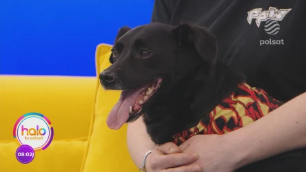 Nie taki czarny pies straszny, jak go malują, czyli o bezpodstawnych obawach wobec pewnych czworonogów