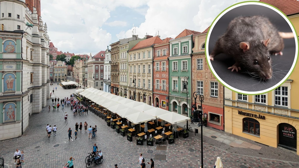 Szczury zagnieździły się w centrum Poznania