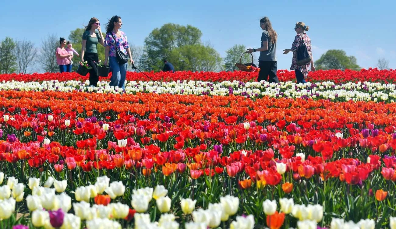 Festiwal "O Rany, tulipany!" Festiwal "O Rany, tulipany!"