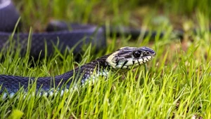 Węże czują je z daleka. Posadź, będą omijać twój ogród szerokim łukiem