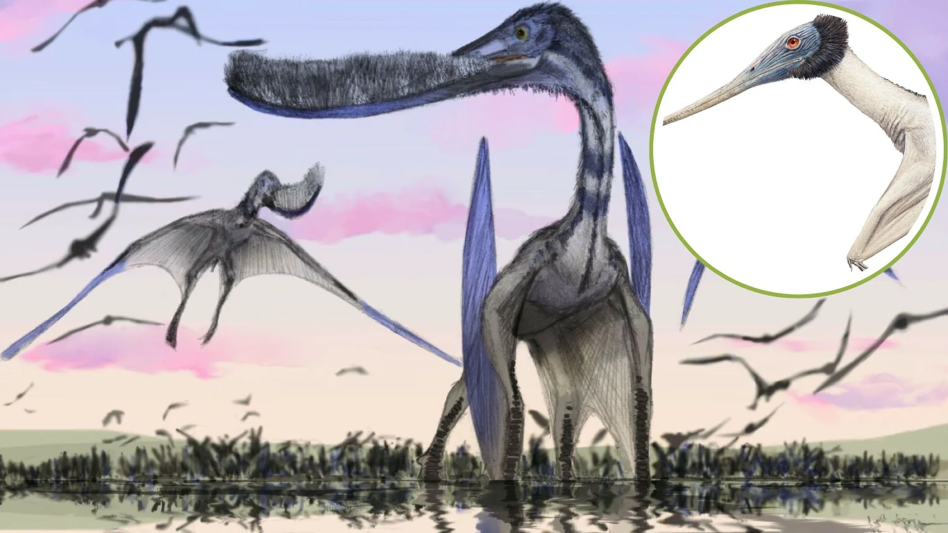 Pterodaustro i Gladocephaloideus - pterozaury o fiszbinach w pysku