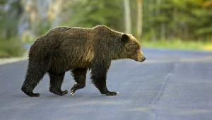 Spotkanie z niedźwiedziem na drodze. To nagranie podbija internet