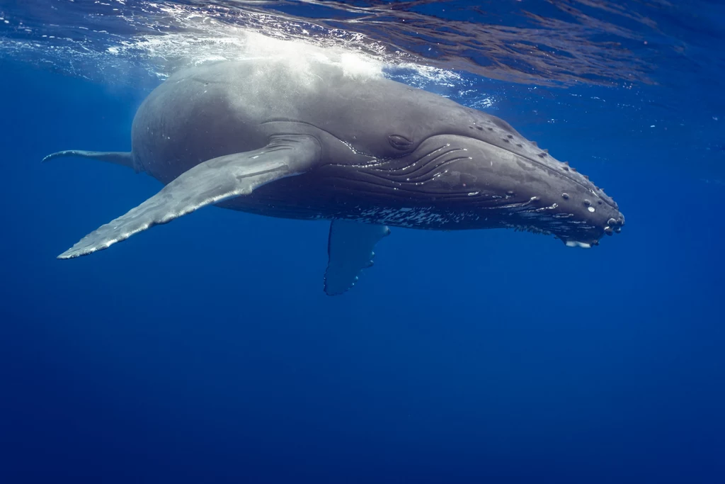 Humbaki znane są z dalekich podróży po oceanach świata