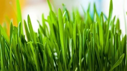 Zielony owies to alternatywa dla klasycznej rzeżuchy. Nie tylko zdobi stół, ale też świetnie smakuje.