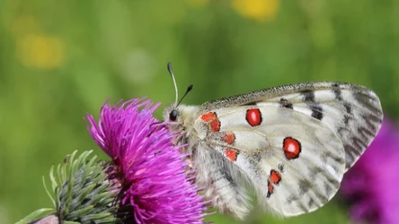 Niepylak apollo (łac. Parnassius apollo) to wyjątkowy motyl, który niemal całkowicie zniknął z polskich krajobrazów