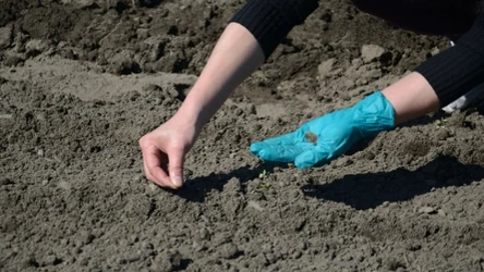 Jakie rośliny można sadzić przed zimną Zośką? Tym gatunkom niestraszne przymrozki. 