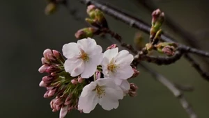 W Japonii już się zaczęło. Symboliczne drzewa kwitną wcześniej niż zwykle