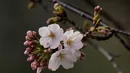 Kwitnące wiśnie, czyli sakura, to ulubione kwiaty Japończyków