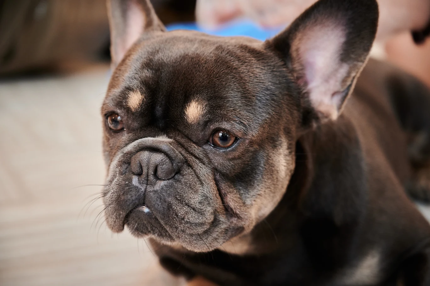 Buldog francuski