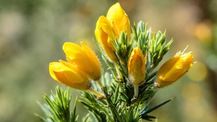 Liście kolcolistu zachodniego (łac. Ulex europaeus) przekształcają się w kolce o długości do 3 cm