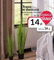 Trawa w doniczce