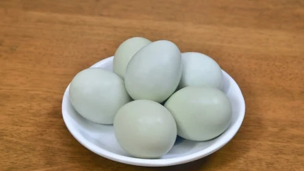 Jajka od kury zielononóżki wyróżniają się charakterystycznym zielonkawym kolorem