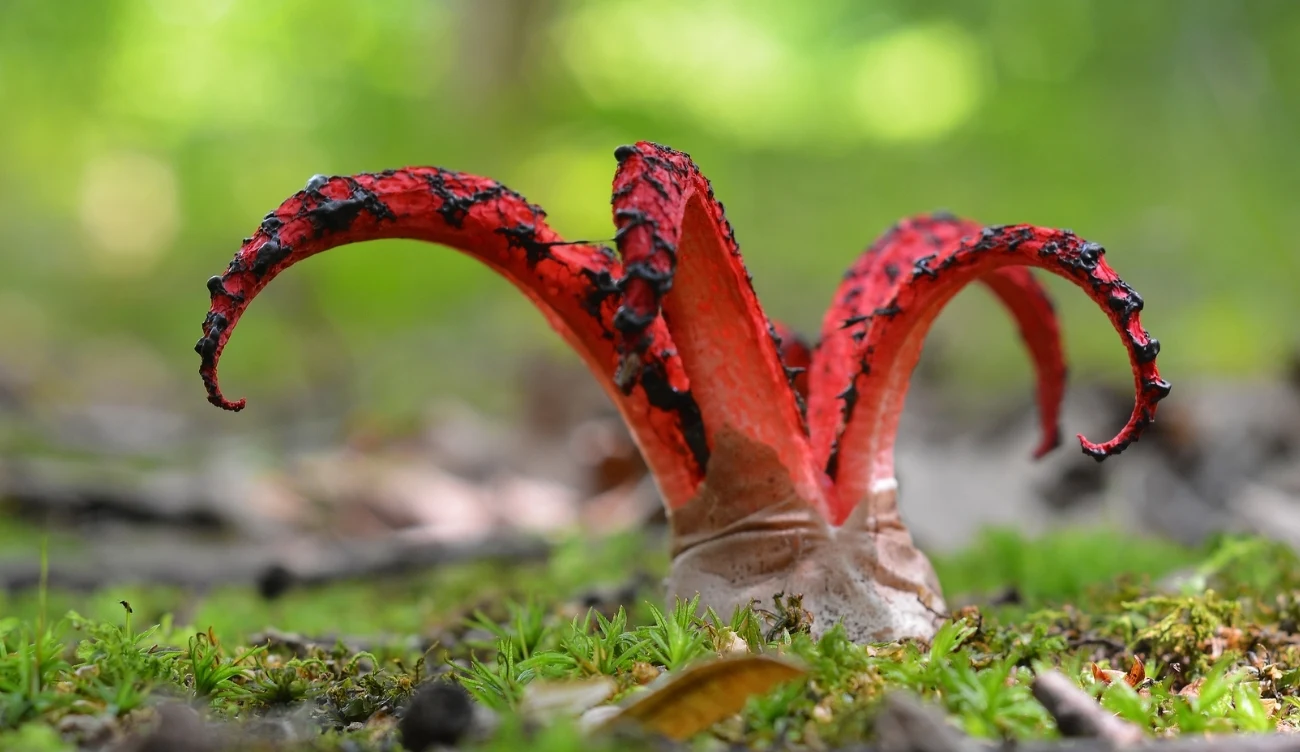 Nieprzyjemna woń okratka australijskiego (łac. Clathrus archeri) przyciąga muchy, które przenoszą jego zarodniki