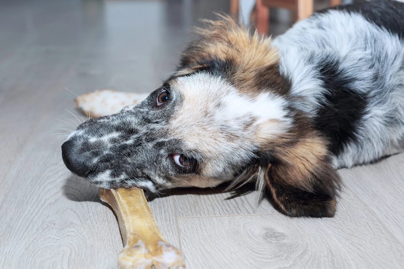 Nawet w Polsce zdecydowano o wycofaniu niektórych produktów ze skór ze sprzedaży