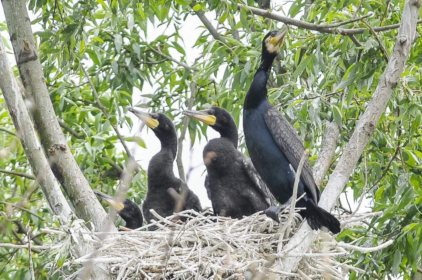 Kormorany to ptaki wodne, nie są lubiane przez rybaków Kormorany to ptaki wodne, nie są lubiane przez rybaków