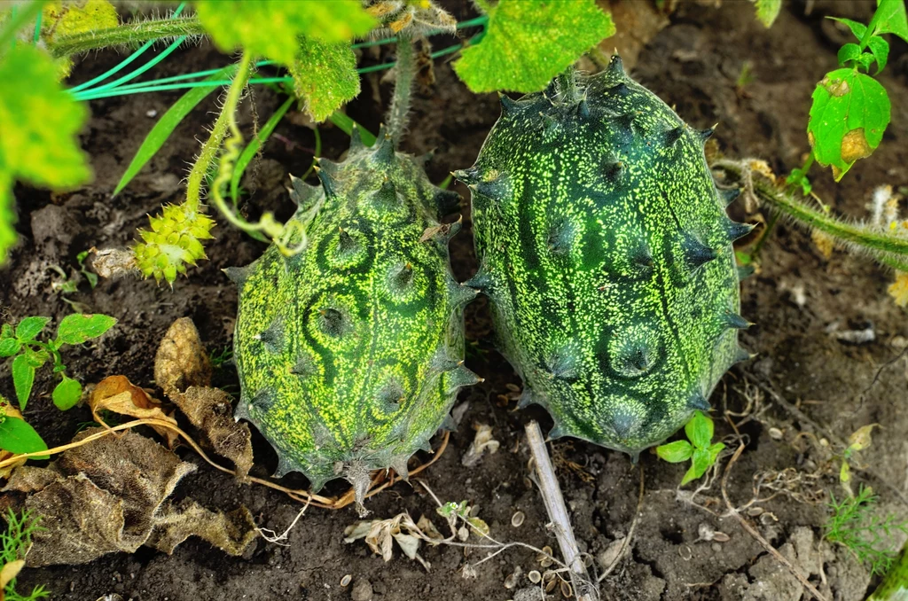 Kiwano jest jednym z pnących warzyw, które możesz uprawiać w ogrodzie np. w niewielkiej szklarni lub pod osłoną. To afrykański ogórek Kiwano jest jednym z pnących warzyw, które możesz uprawiać w ogrodzie np. w niewielkiej szklarni lub pod osłoną. To afrykański ogórek