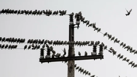 Polska to jedno z niewielu miejsc, gdzie populacja szpaków rośnie. Ogrodnicy ich nienawidzą, a miłośnicy przyrody kochają