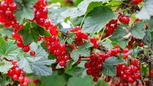 Przygotuj naturalny oprysk dla porzeczek. Żaden szkodnik ich nie ruszy