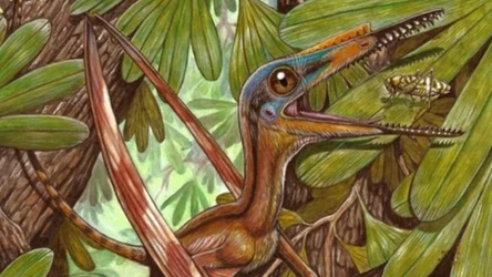 Darwinopteryks należał do rodziny Wukongopteridae - mieszanki prymitywnych i zaaawansowanych w rozwoju pterozaurów
