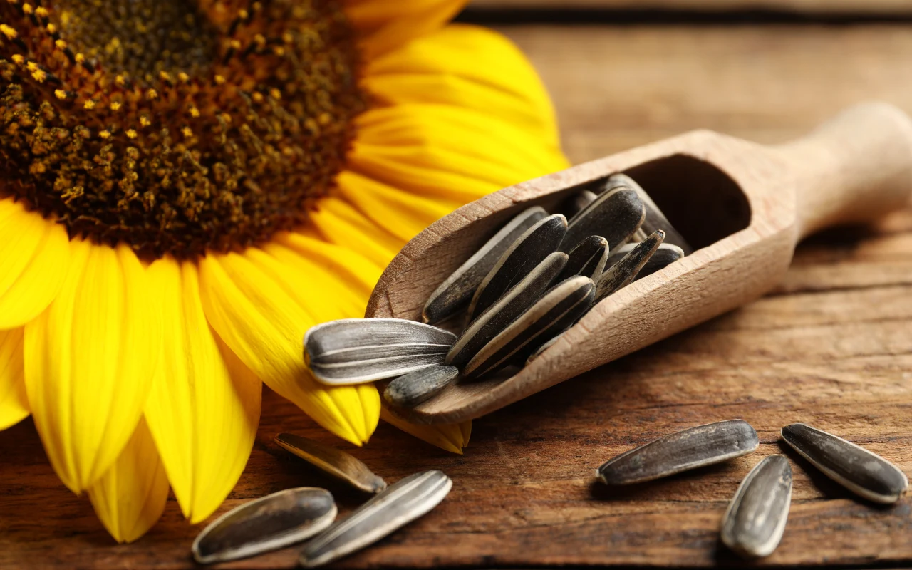 Słonecznik zawiera bardzo dużo lecytyny