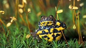 Maturalna powtórka z biologii. Sprawdź się w tym quizie