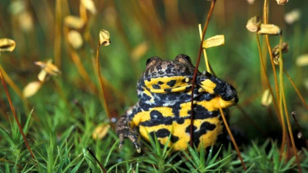 Quiz maturalny z biologii poleca się do powtórki 