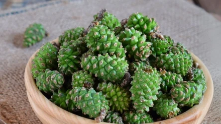 Płukanie szyszek w bieżącej wodzie lub z dodatkiem octu usuwa kurz, owady, pajęczyny i pyłki, które mogą się na nich osadzić.