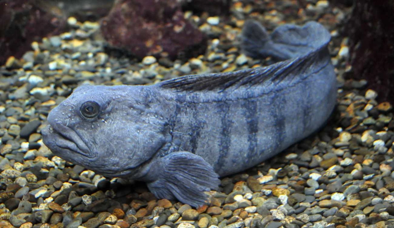 Ryba Anarhichas lupus