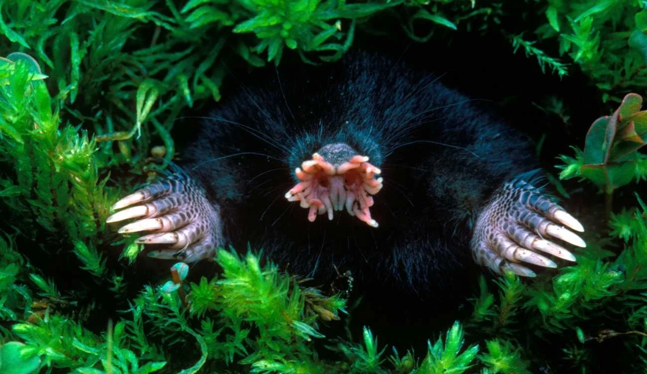 Gwiazdonos amerykański