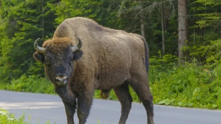 Tegoroczna inwentaryzacja potwierdziła stabilność populacji bieszczadzkich żubrów (łac. Bos bonasus) 