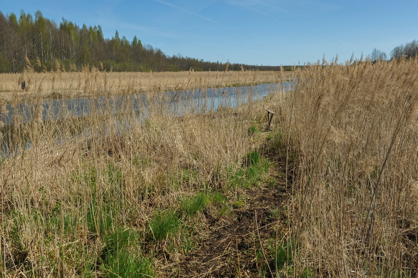 Biebrzański Park Narodowy charakteryzuje się typowo bagiennymi terenami z licznymi mokradłami, trzcinowiskami i torfowiskami