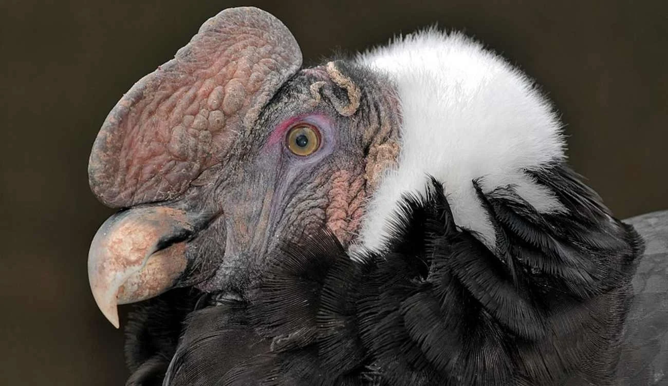 Kondor wielki (łac. Vultur gryphus)