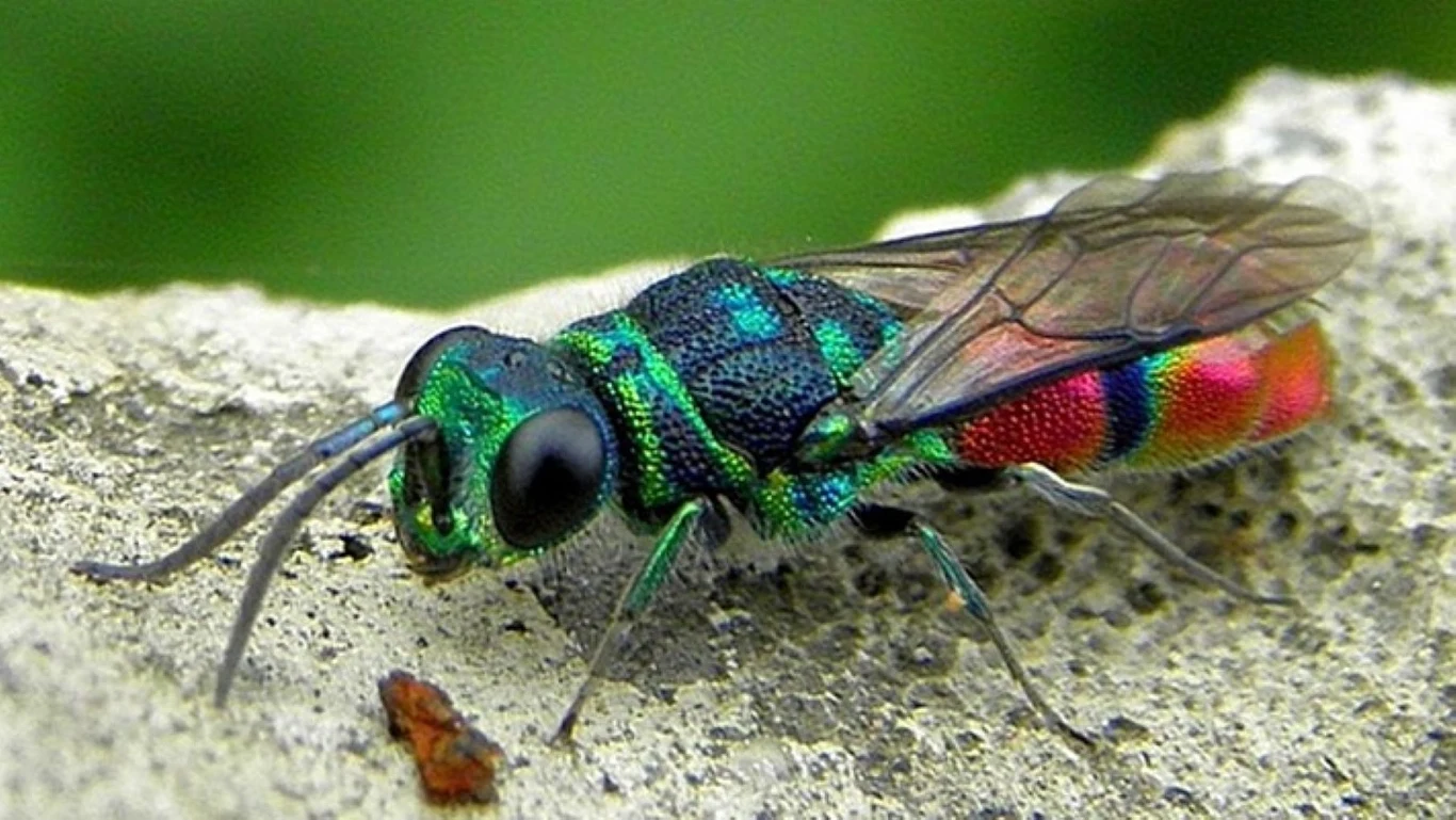 Złotolitka z gatunku Chrysis sickmanni