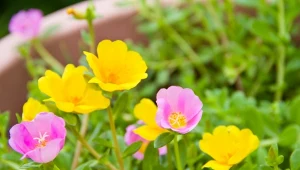 Chcesz szybko zazielenić ogród? Posadź tę roślinę, a kolorowe kwiaty dostaniesz w gratisie 