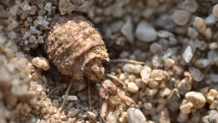 Larwa mrówkolwa wyglądem przypomina stwory z filmów science fiction