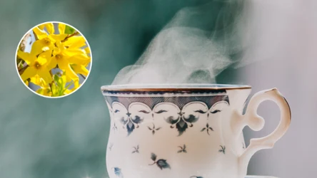 Napar z kwiatów forsycji od wieków znany jest ze swoich właściwości zdrowotnych