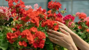 Chcesz, by pelargonie bujnie kwitły przez cały sezon? Wystarczy, że zrobisz to