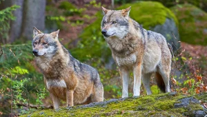 Połączyła je niezwykła więź? Zachowanie tych wilków daje do myślenia