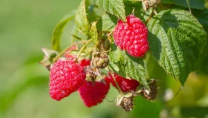 Maliny to jedne z najprostszych krzewów owocowych.