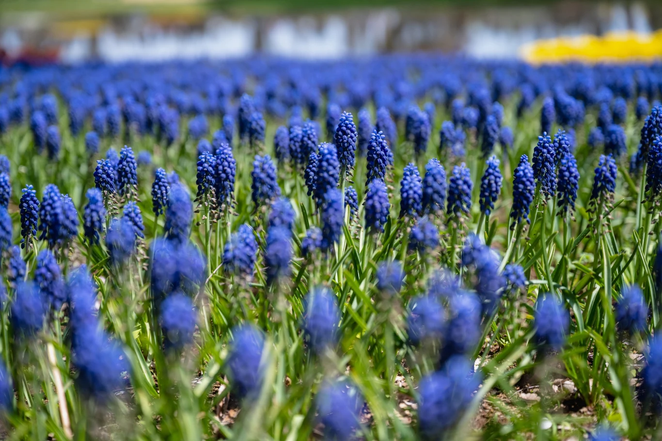 Szafirki lubią podlewanie umiarkowane, ale regularne