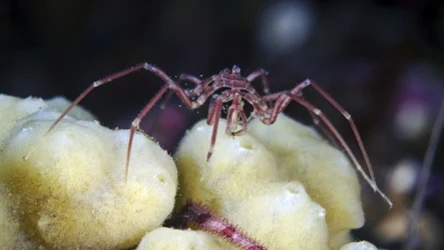 Kikutnice to tajemnicze stworzenia, które zamieszkują Morze Bałtyckie. Po czym można je poznać?