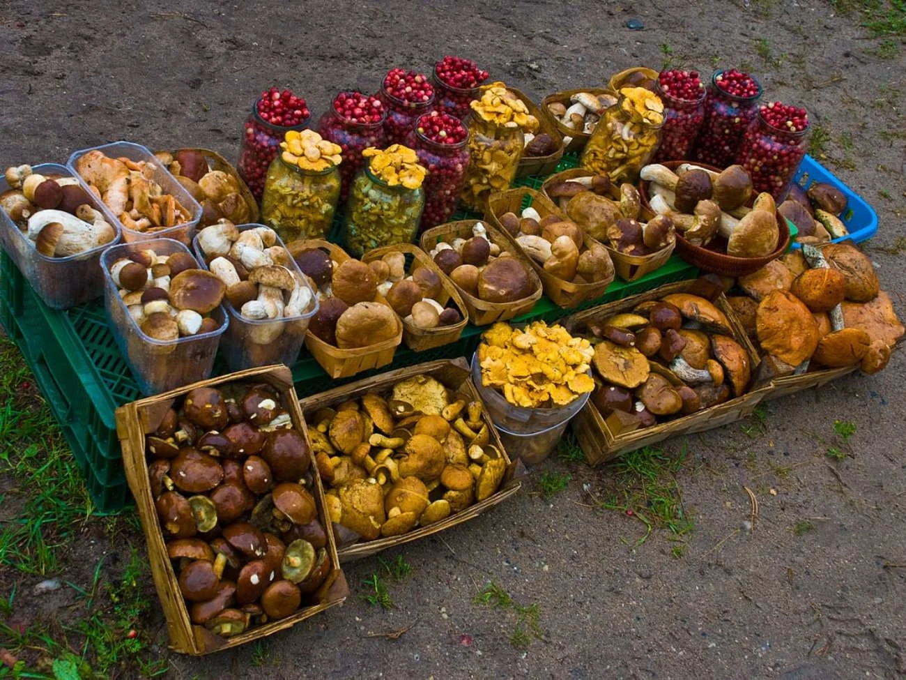 Grzyby i jagody przy drodze niedaleko Vareny na Litwie 