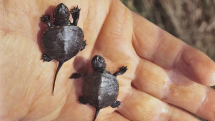 Te małe żółwiki wkrótce wyruszą w świat. Udany eksperyment w parku narodowym