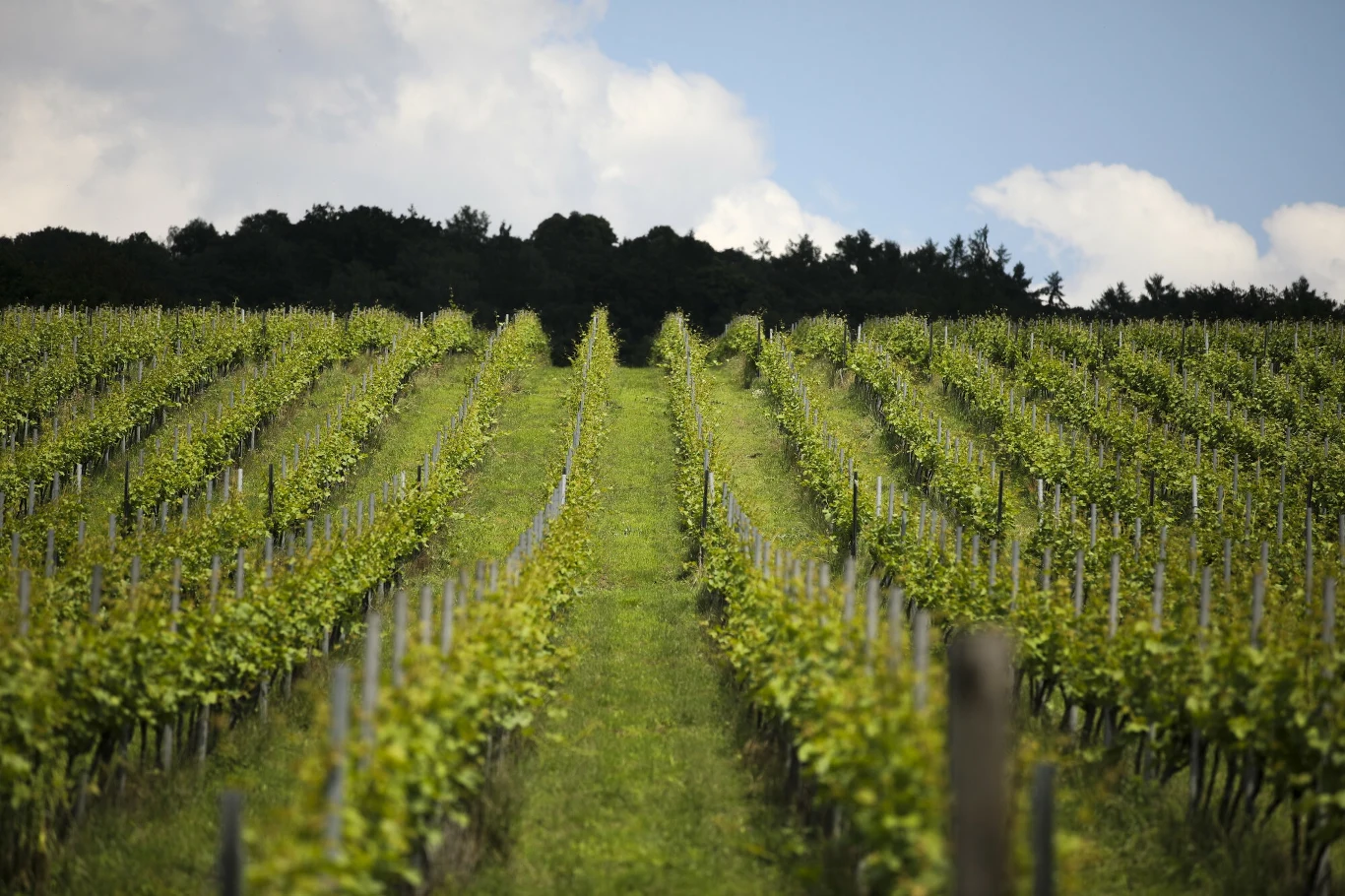 WINIARNIA SREBRNA GORA