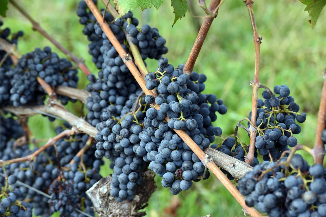 Winobranie w winnicy Srebrna Gora