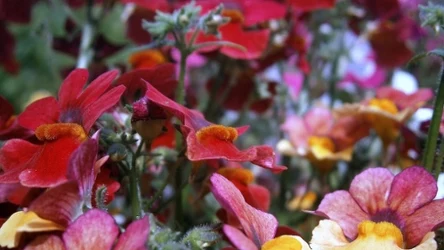 Nemezja powabna to ciekawa alternatywa dla pelargonii, które są już nieco oklepane