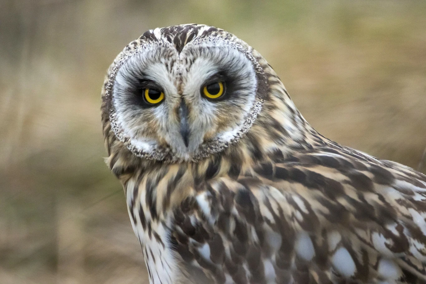Uszatka błotna (łac. Asio flammeus) jest spotykana na niewielu stanowiskach w Polsce, jej główną ostoją jest Biebrzański Park Narodowy Uszatka błotna (łac. Asio flammeus) jest spotykana na niewielu stanowiskach w Polsce, jej główną ostoją jest Biebrzański Park Narodowy
