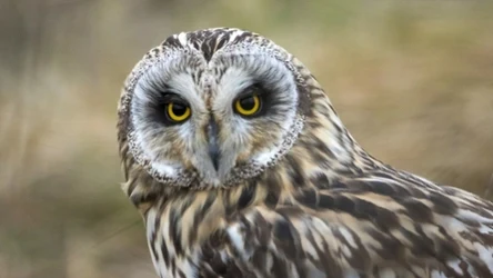 Uszatka błotna (łac. Asio flammeus) jest spotykana na niewielu stanowiskach w Polsce, jej główną ostoją jest Biebrzański Park Narodowy